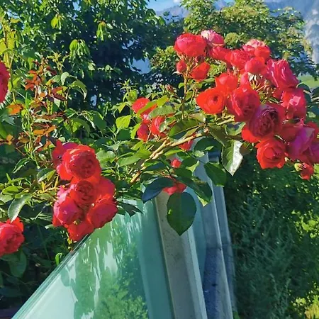 Salzmann * Інсбрук